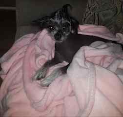 Duchy is my heart. She at first will be snappy for a few seconds and thereafter she wont stay off your lap. She loves to be loved and pampered. She is a darling little girl once she warms up to you, she has no fur so she likes to cuddle to keep warm.
