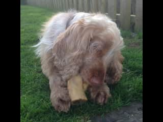 He loves chewing bones