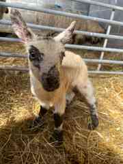 New addition April 2025