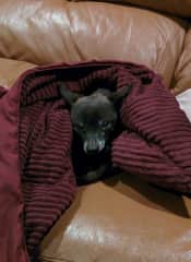 Paco, our chihuahua who passed in 2016