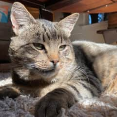 Buster is a big, playful, active boy. He thinks he's a lion and loves stalking and attacking Buddy so he lives in a yurt in the backyard.