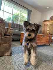 Bouncy boy in sitting room.