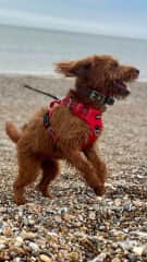 Margot at the beach ( 1 hour drive)