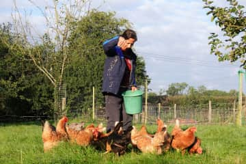 Feeding the chicken