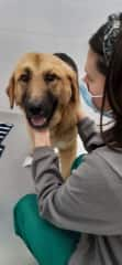 Andrea with one of her patients during her internship in an animal hospital.