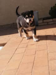 Baby Oscar who is no longer that size lol