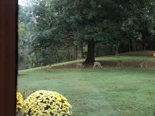 Backyard view with neighbors