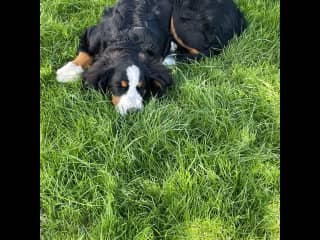 He loves hanging out and n the grass and going to the shell beach