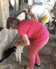 Feeding strays in Srem, Bulgaria