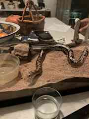 Lava moving around her tank.