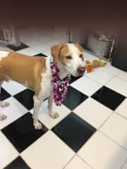 We watched our pal Butter in Hawaii for 3 weeks. Fell in love with him and was so sad to leave!