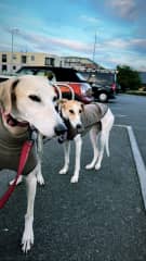 Sammy and Lola enjoying one of their walks