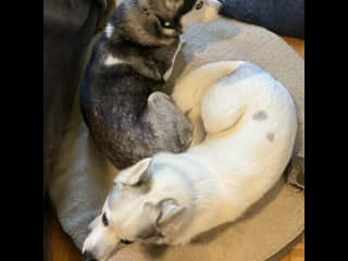 Ying-Yang dogs