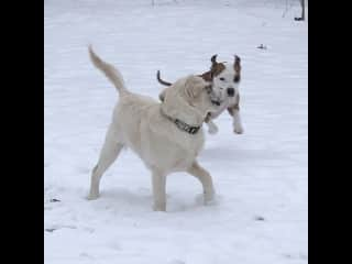 Playing in the snow.