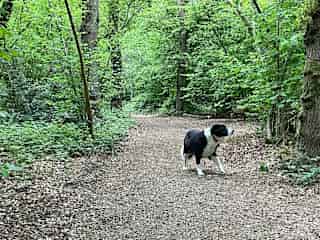 Woodland walks for Lulu 2 mins walk away