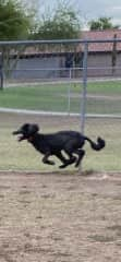 Gracie running at full speed at the dog park :-)