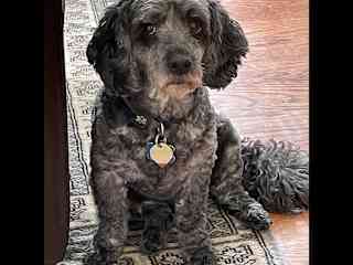 Max aka Grumplestitlskin