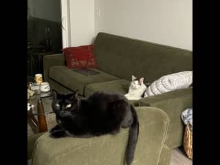 My furry children patiently waiting my arrival home :)