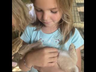 Baby rabbit