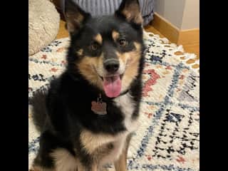Odi is a fiesty Pomsky who is very smart and loves to play. He’s a  funny guy who likes to rile up his big brother, Chance, and knows how to “ask” for treats - he’ll let you know when it’s peanut butter time. He’s 30lbs and house trained.