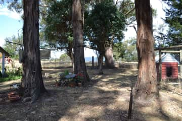 Yard and dog pen