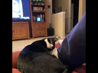 Comfy kitty!