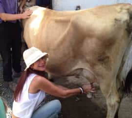 Learning how to milk a cow on an Amish farm in Pennsylvania.