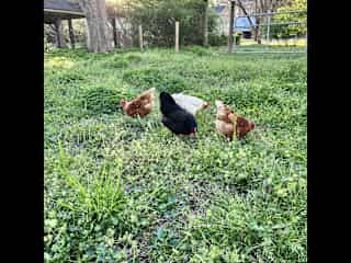 A little free range time in the backyard