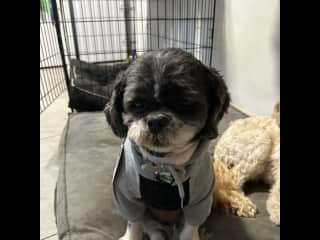 Shadow modelling his new hoodie