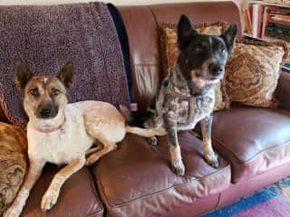 Ethel and Fred, our team of cattle dogs. Fun and funny. Also affectionate, loving to walk and play ball.