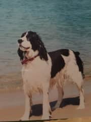 Our beautiful Springer boy loving day at beach