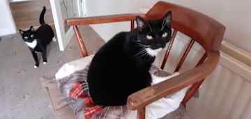 an older photo of suzie, on  the chair,  while we still had Baby