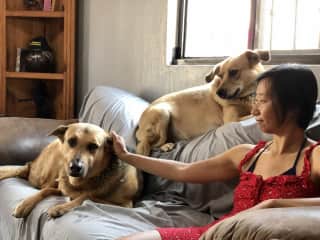 Lei gets along well with large pups in the same weight class as her
