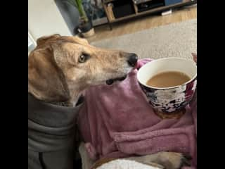 Chester does love tea but don’t worry, he won’t pinch it - just likes to stare at the mug!