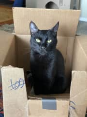 She loves sitting in boxes. There are a few around the house.