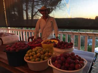 Our bumper crop of plums and apricots from our garden