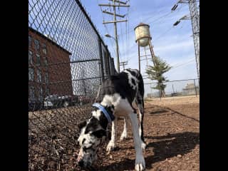 Dog park on-site. She has many friends here.