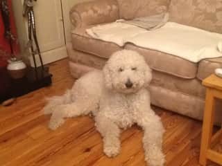 This is the boss Bentley just a superb doodle in every way.