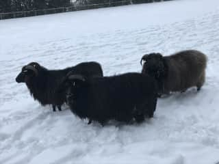 Sheep in the Snow!