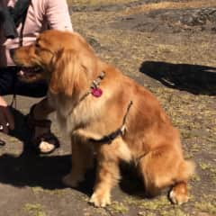 She's a very well behaved girl off leash but 'prefers' a halter when on-leash.