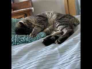 Tanker loves to sleep on our bed. Actually, they both do.