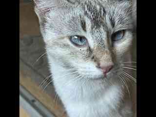 Angel is a beautiful mamma cat. She's fixed but has had a couple litters and lives with some of her beautiful kids.
