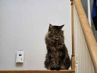 Muli , gentle giant, welcomes you to his house !