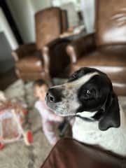 True puppy dog eyes.
