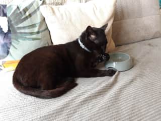 Joe is a street cat who came and stayed with us last year, very cuddly and relaxed.
