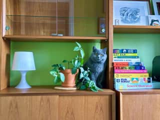 Blue in the first office. Our cats will follow you around to spend time with you but won’t bother you and they aren’t needy. They just like having friends.
