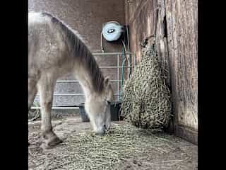 My horse binje