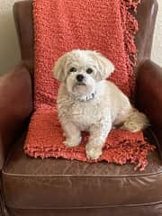 Loves to sit on the chairs, couch, bed.