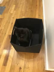 Cash LOVES boxes. Here he is, in a box, inside another box.