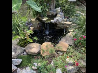 Fountain in back yard. Lot of birds, deer and other wildlife. Teddy shouldn’t be outside at night. Only on patio.